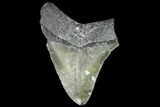 Serrated, Juvenile Megalodon Tooth - Georgia #90749-1